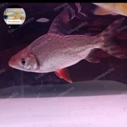 tankmate ikan RFF red feifeng link new rff