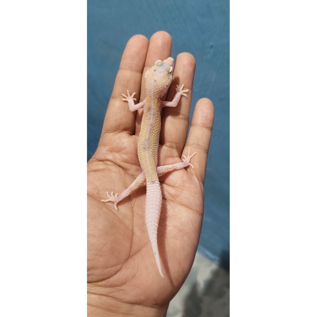 Mainan Leopard Gecko Tangerine Enigma
