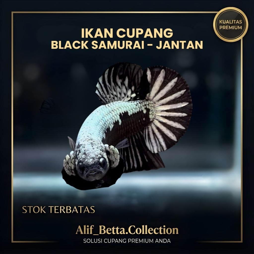 Ikan Cupang Black Samurai HMPK Top Grade – Betta Black Dragon Cooper Premium
