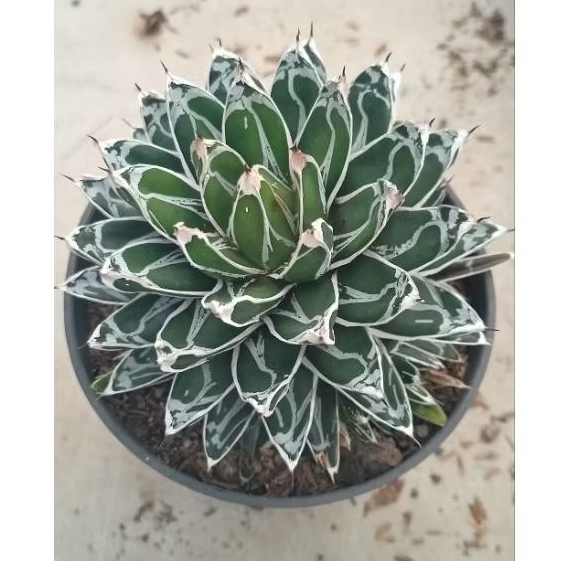 Agave Victory Himeson