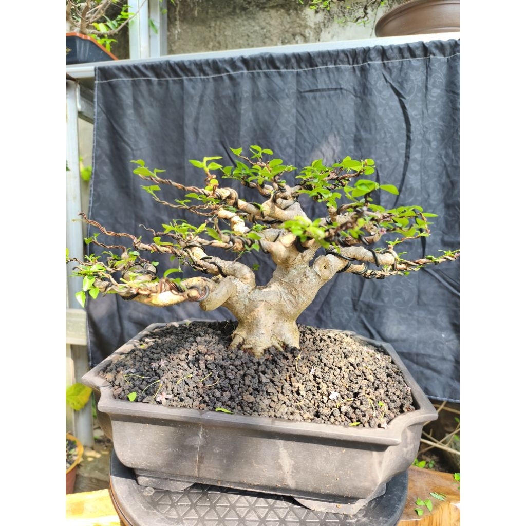 bonsai anput bonsai anting putri, bonsai antingputri