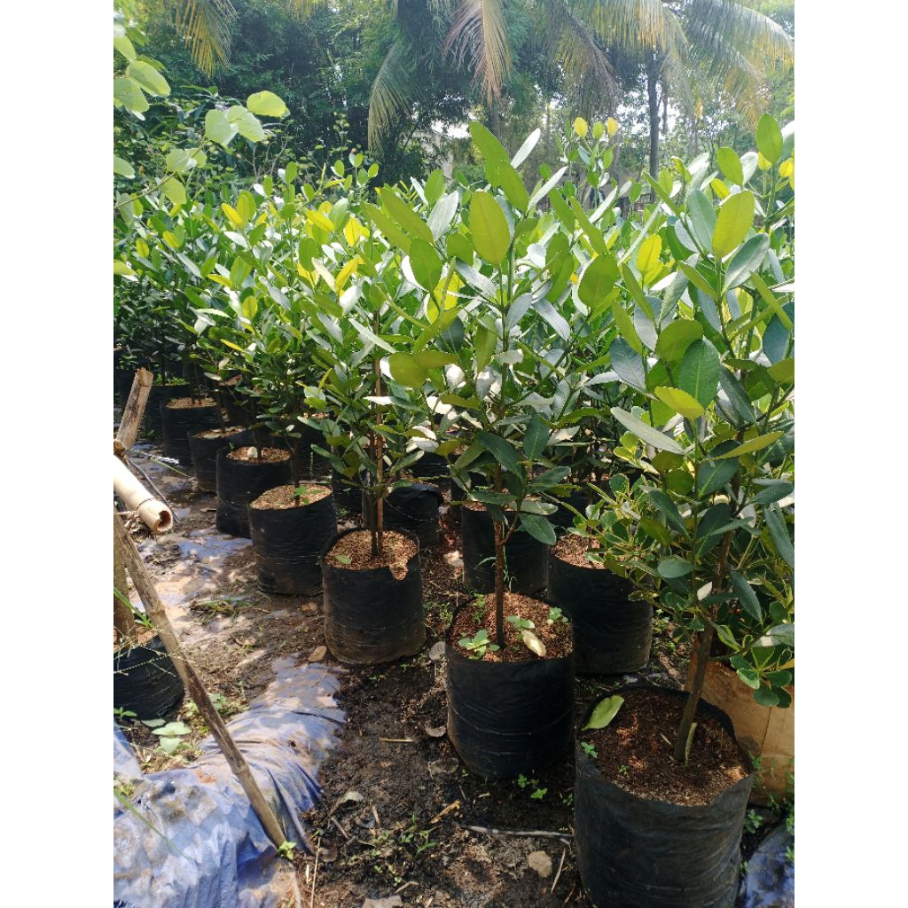 Pohon hias Garcenia tinggi 1meter