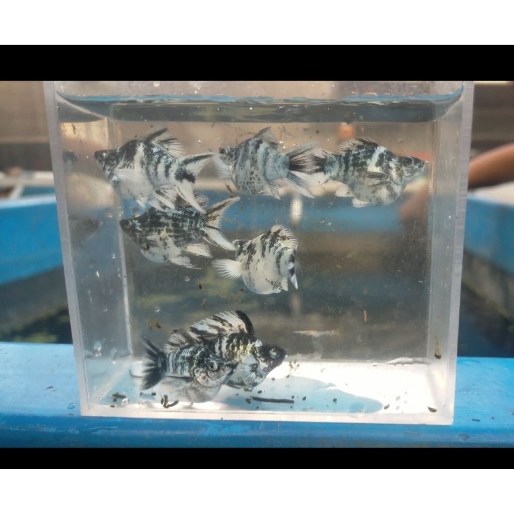 molly zebra pesanan