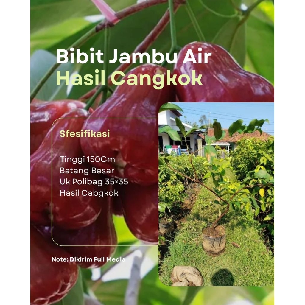 Indukan Bibit Jambu Air Citra_Hasil Cangkok Sudah Berbuah