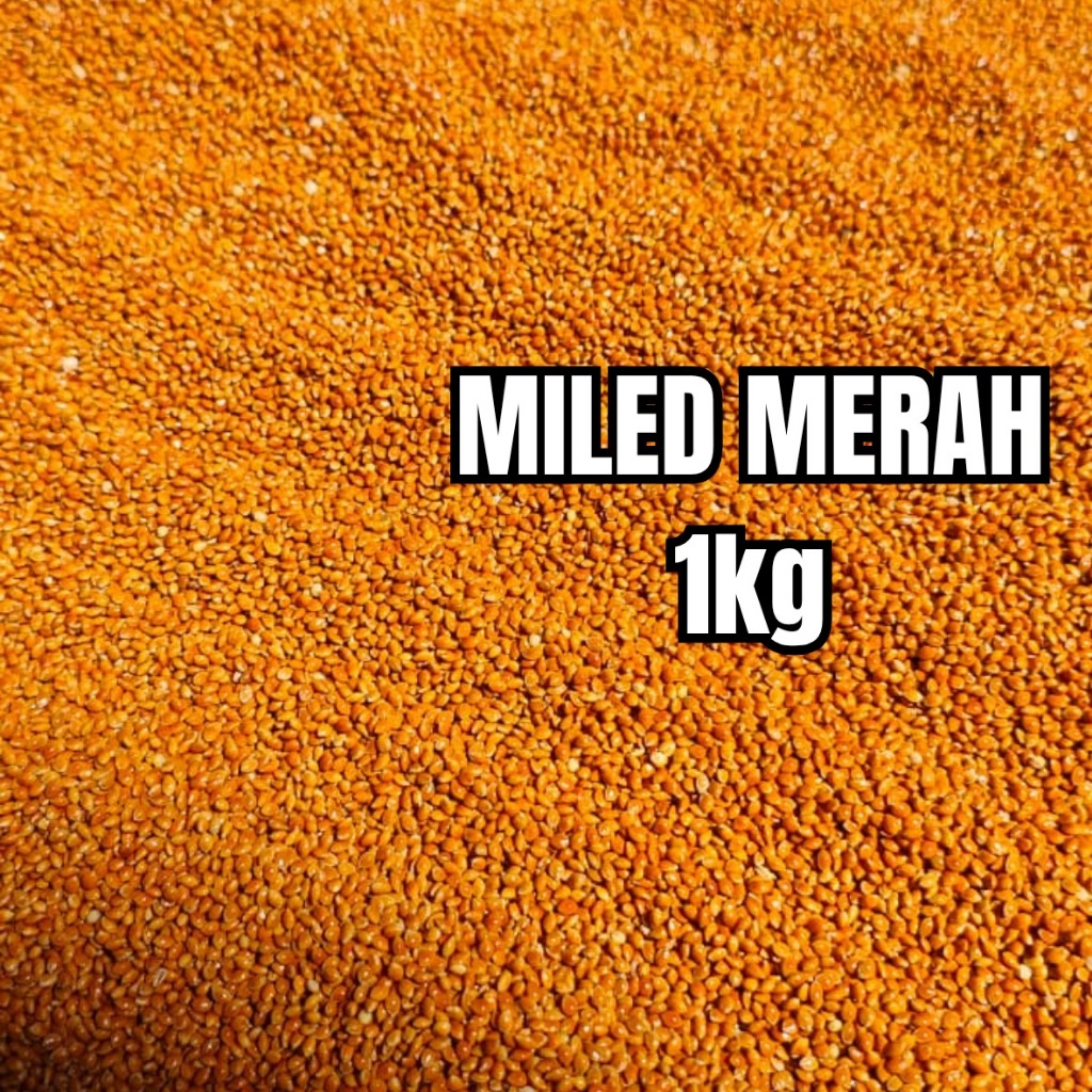 Miled/Milet Merah Bersih 1 Kg | Pakan Burung Berkualitas