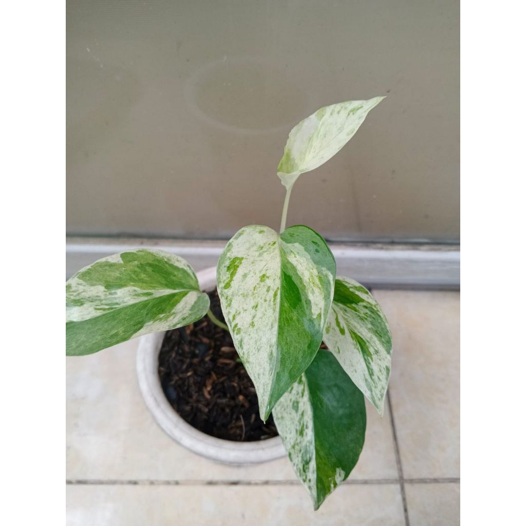 EPIPREMNUM PINNATUM MARBLE / TANAMAN HIAS