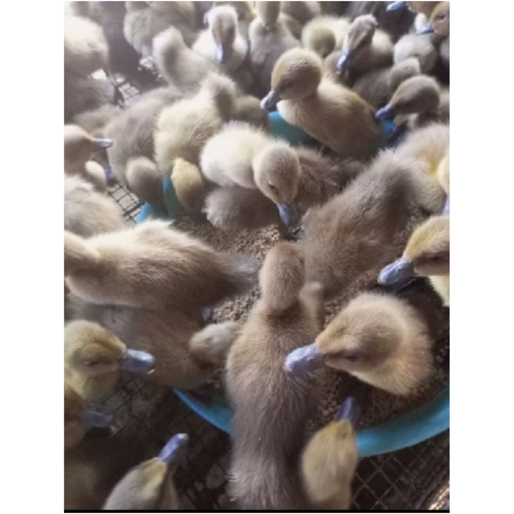 Grosir bebek petelur - bebek petelur - dod bebek petelur