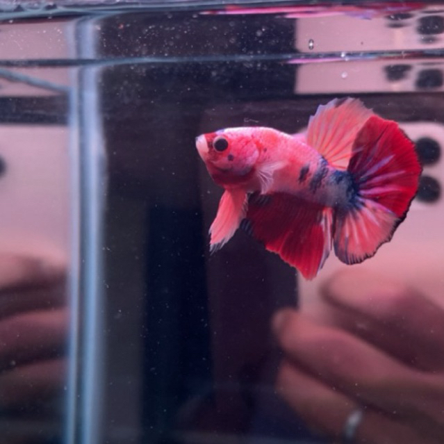BETTA fish HMPK BABY RANDOM (INSTAN)