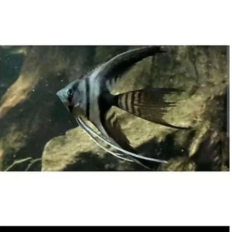 MANFISH BW SLAYER UKURAN M