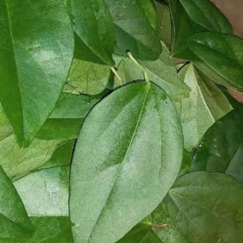Daun Cincau Hijau Cincau Perdu Organik Perlembar