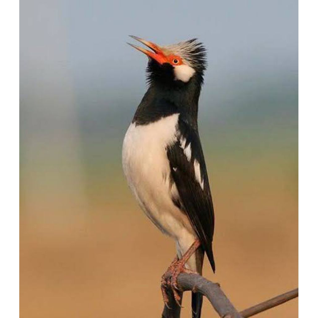 Jalak suren gacoran