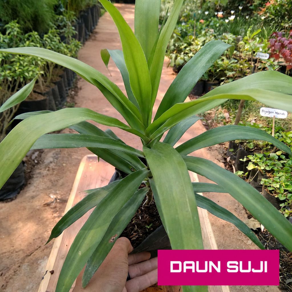 Bibit Suji Tanaman Suji Daun Penghijau Cendol