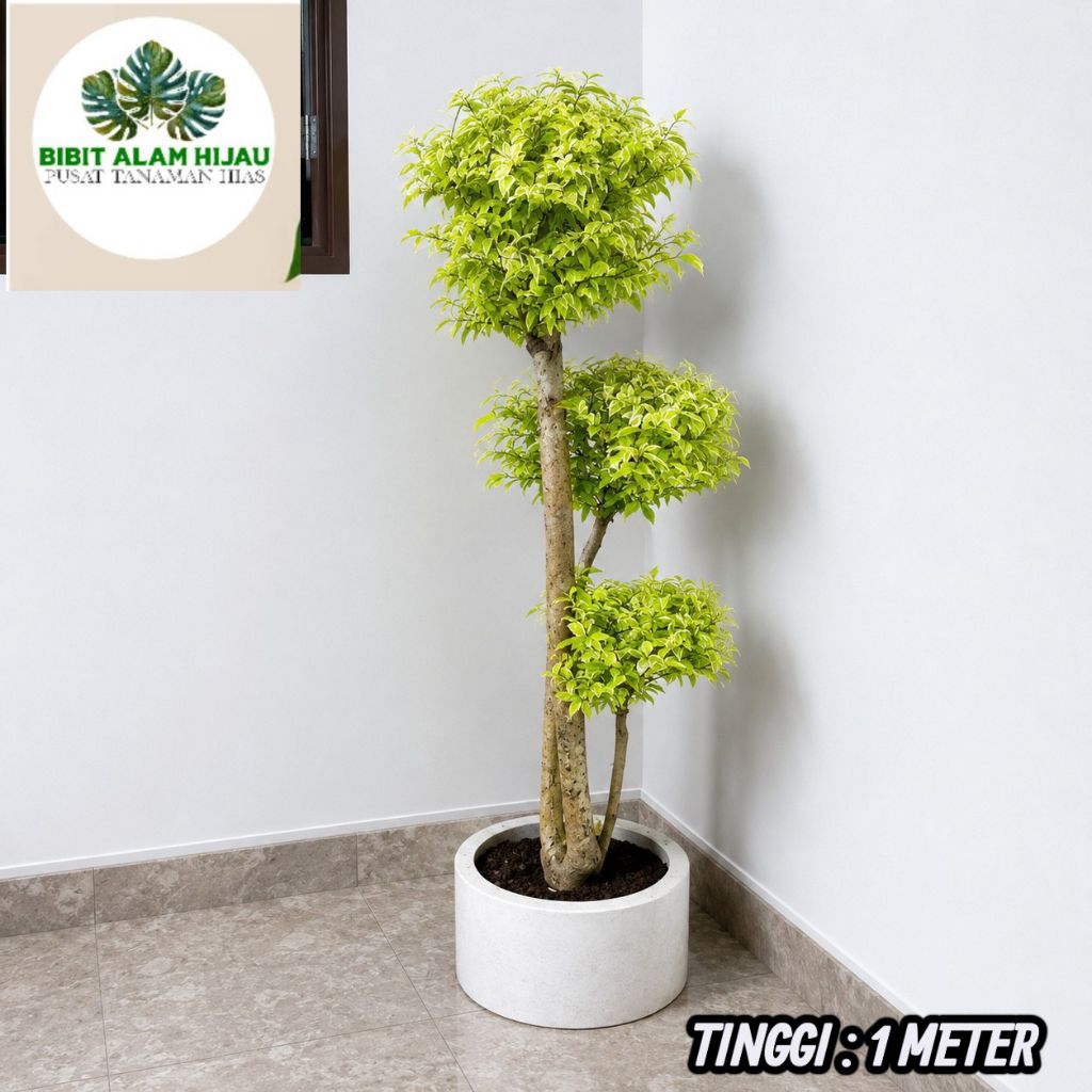 Pohon Bonsai Anting Putri tinggi 1 Meter - Bonsai Taman Anting Putri - Tanaman Anting Putri
