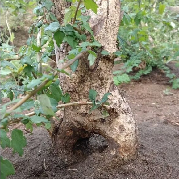 Bahan Bonsai wareng bintang