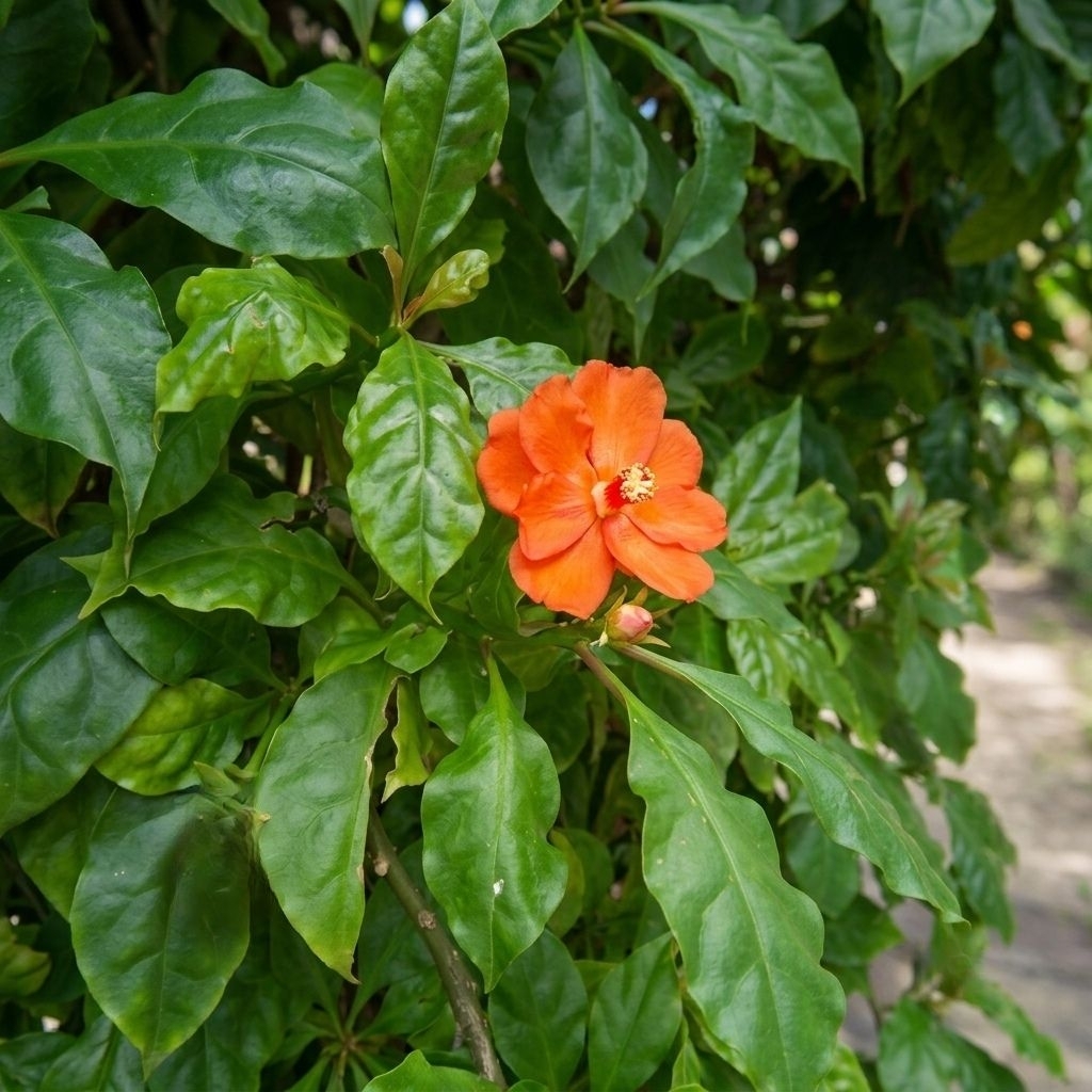 DAUN Tujuh Duri / Tujuh Jarum (Pereskia bleo)