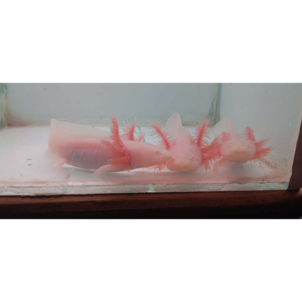 Axolotl Albino Ukuran 7–12 cm | Sehat & Siap Pelihara