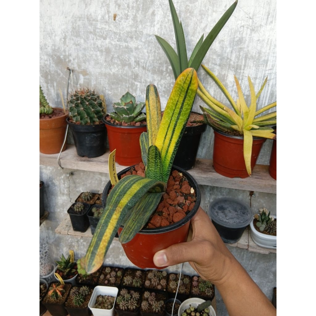 Gasteria sp Varigata