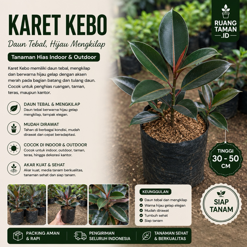 Tanaman Hias karet kebo - karet kebo - pohon karet kebo murah
