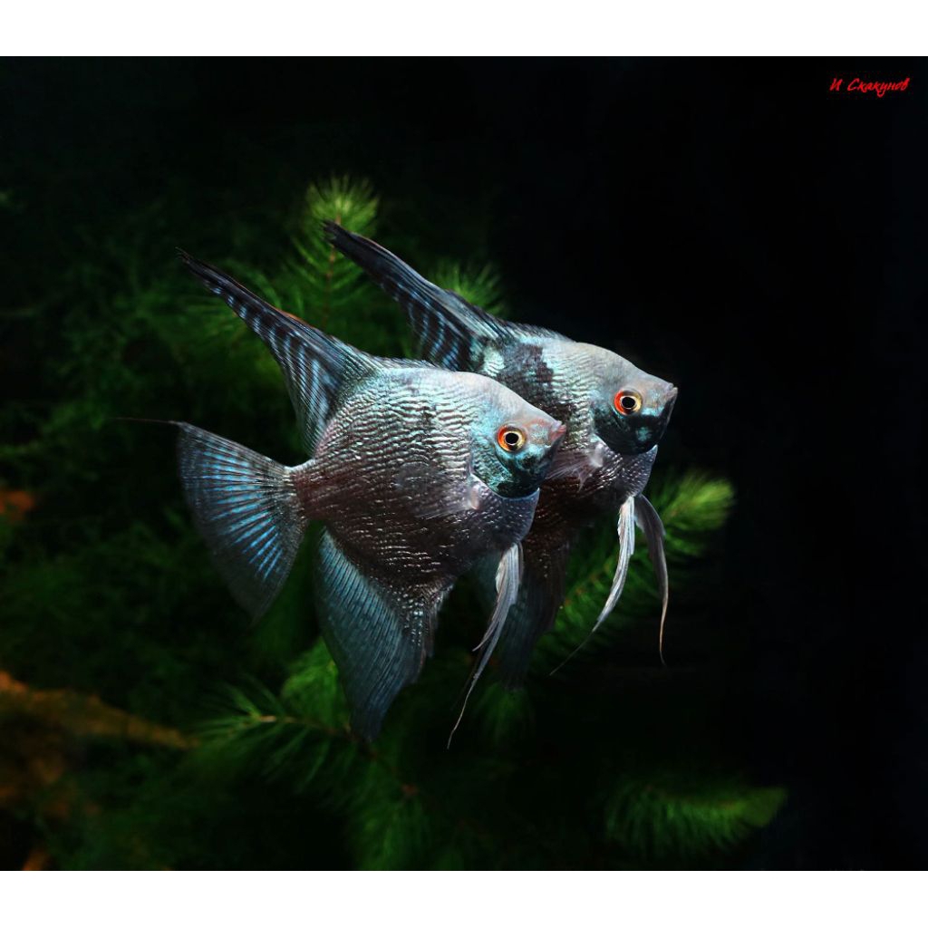 MANFISH koSMOKEY HIASAN AQUARIUM