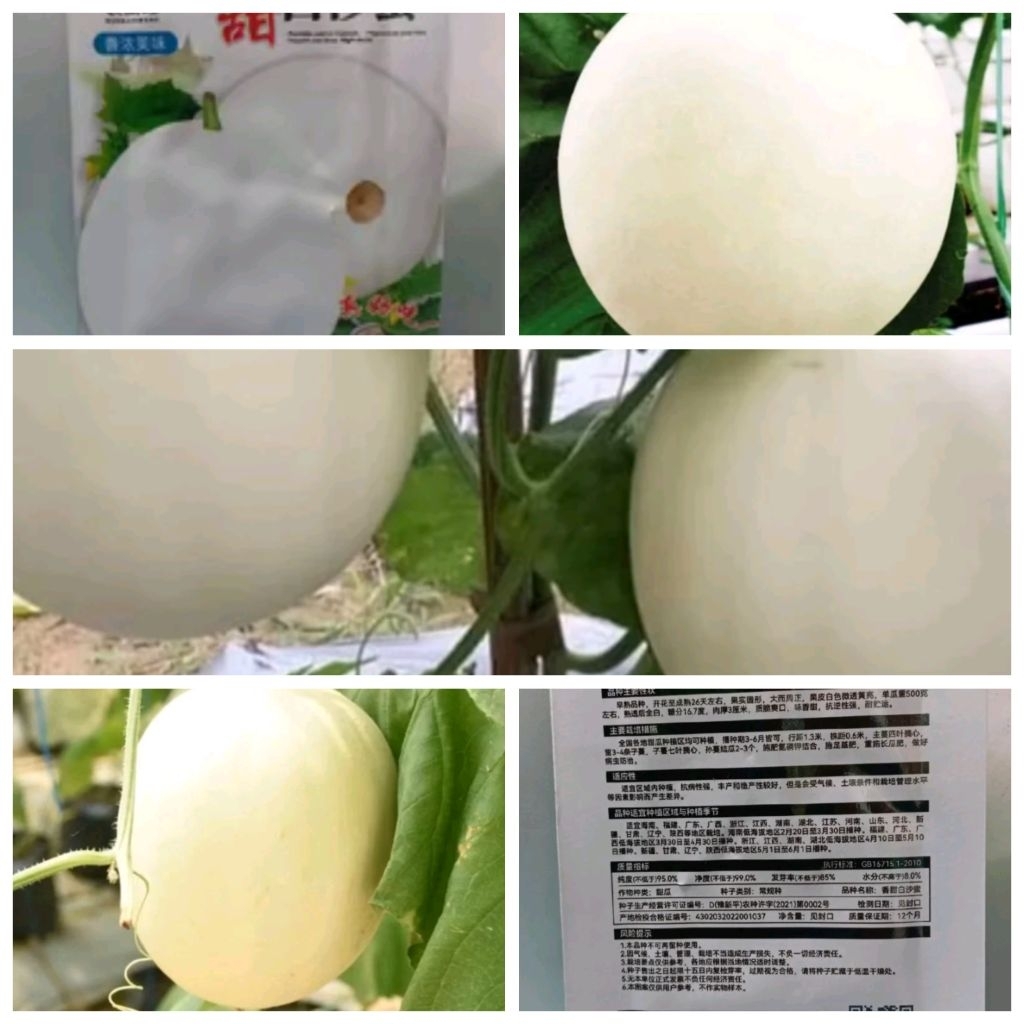Biji benih melon madu putih kemasan premium