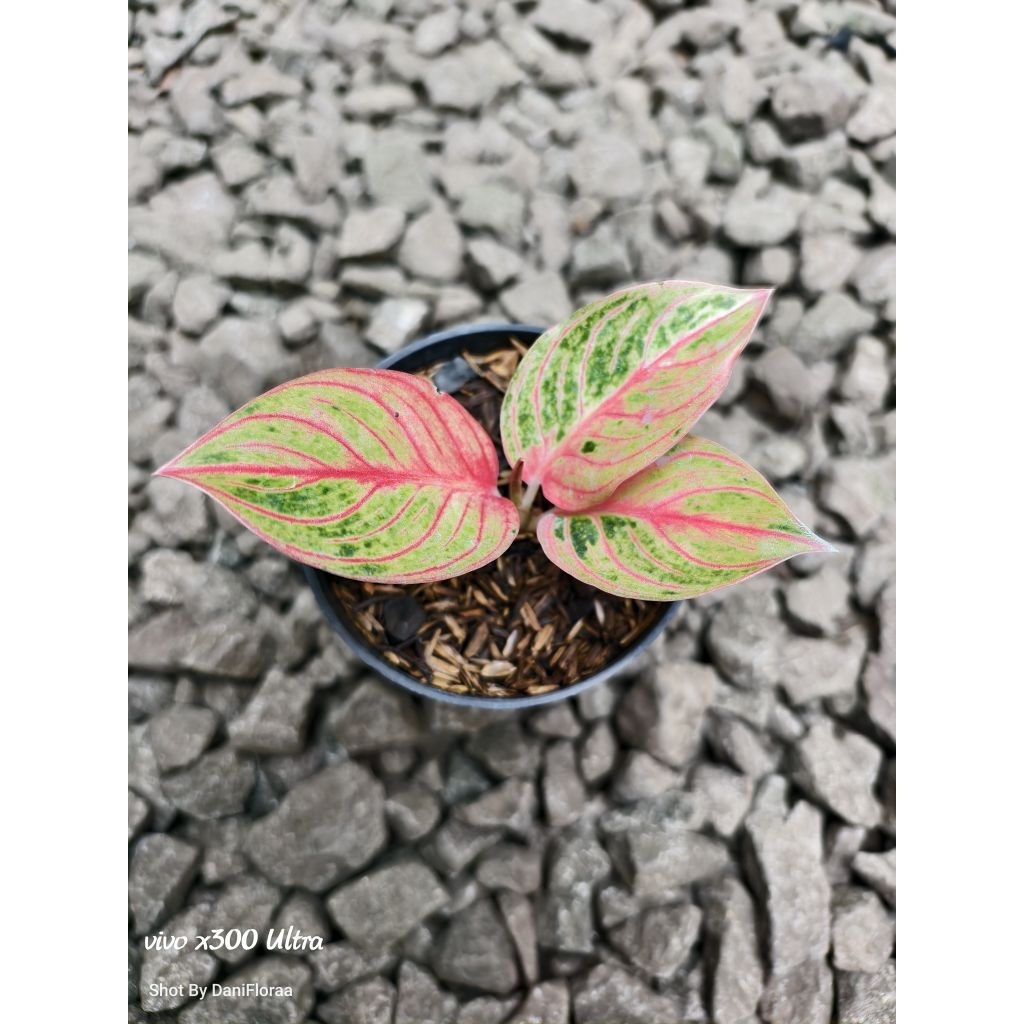Aglaonema Kresna Konon