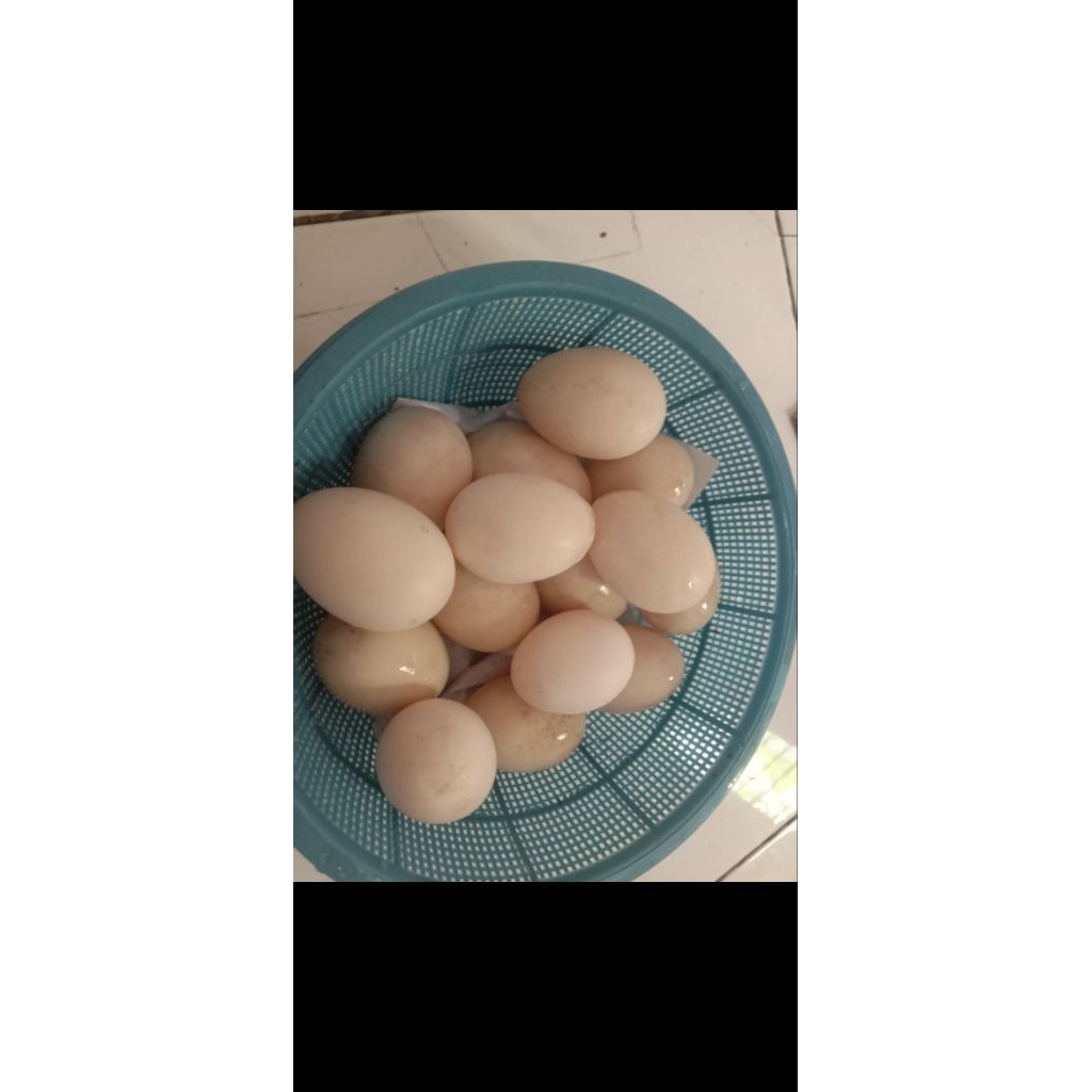 telur mentok / Telor Entok Jumbo, rambon, peci hitam dan super untuk konsumsi atau tetas Fresh kanda