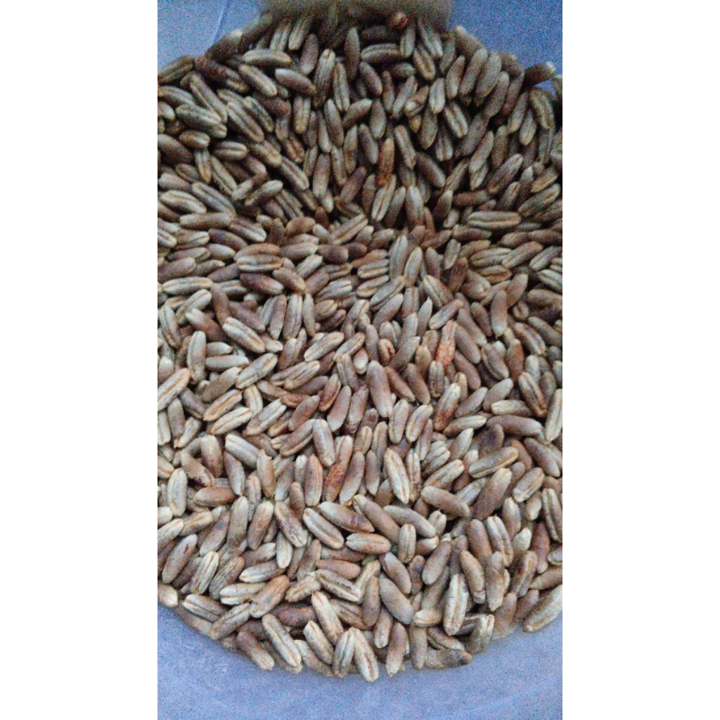 Biji Kurma Kering 1 kilo