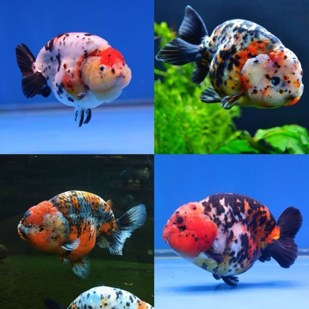 Ranchu Panga Warna Sz  Induk dewasa 10-13cm full jambul gemoy menggemaskan