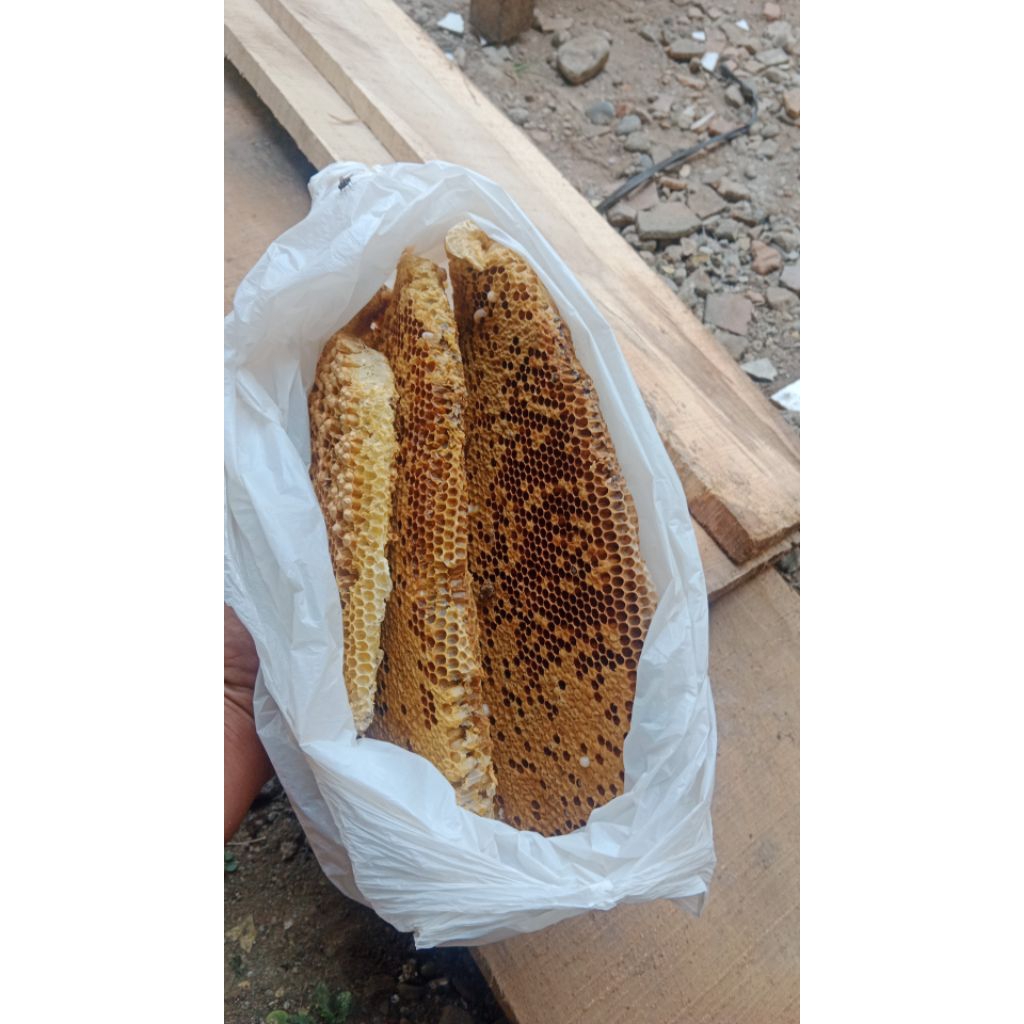 KOLONI LEBAH MADU