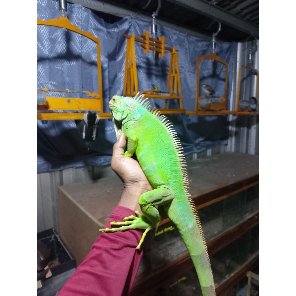 GREEN IGUANA JUVE