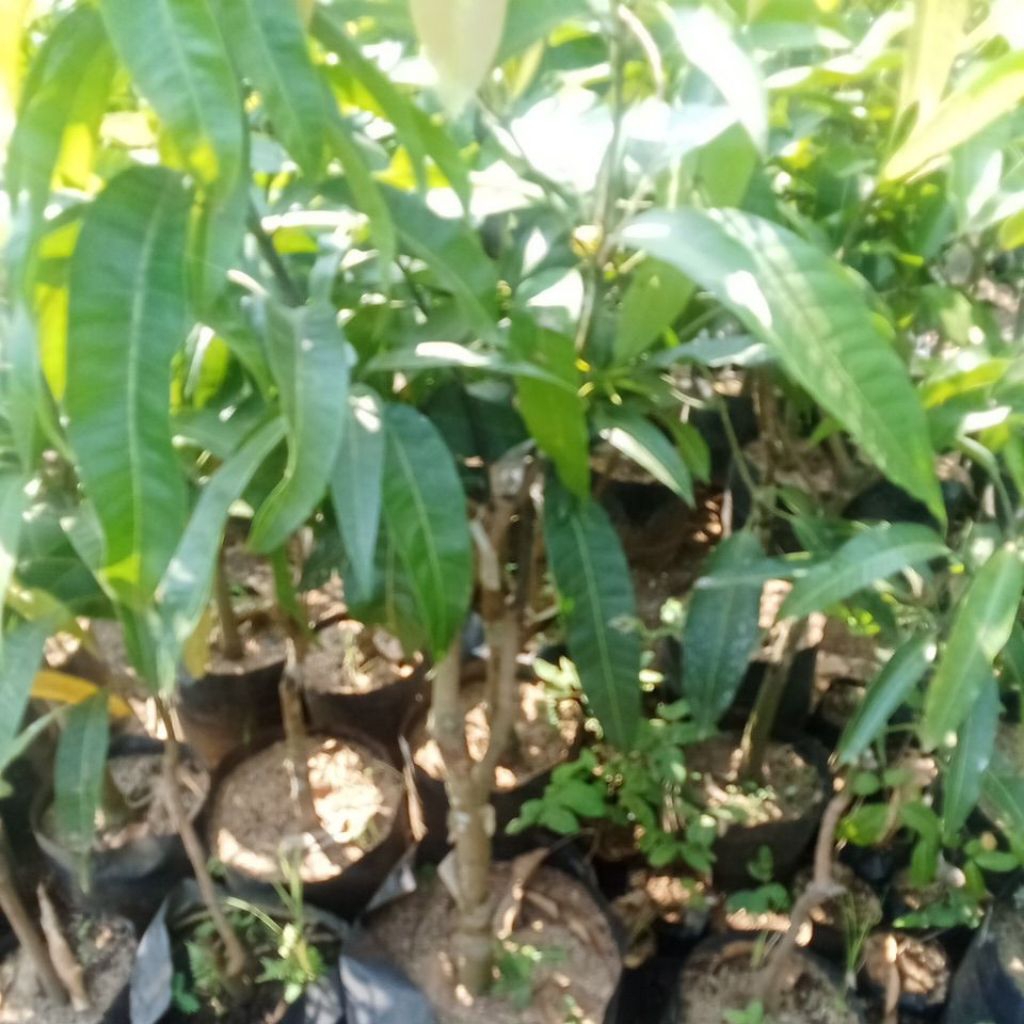 Bibit Mangga Kombinasi 2 jenis