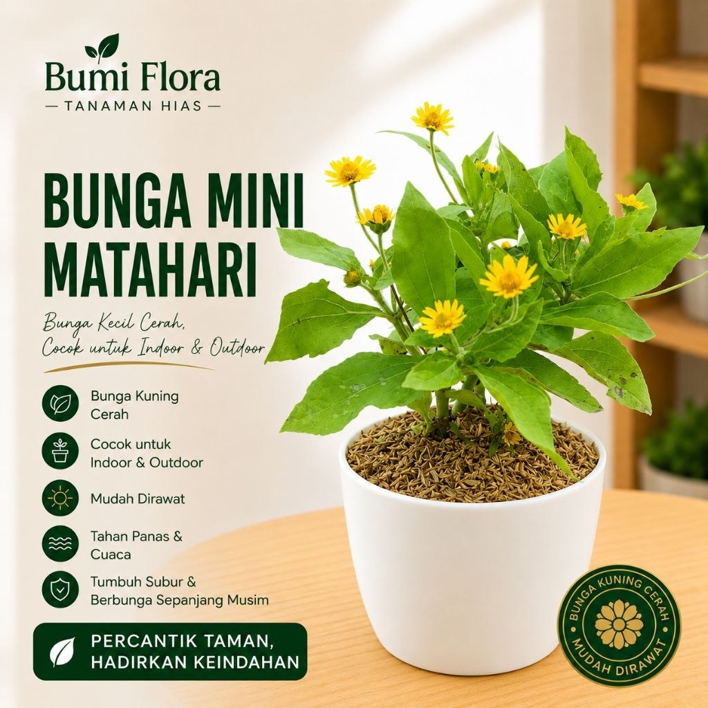 Bunga Matahari Mini Tanaman Bunga Matahari Mini Hidup Cantik Sudah Berbunga