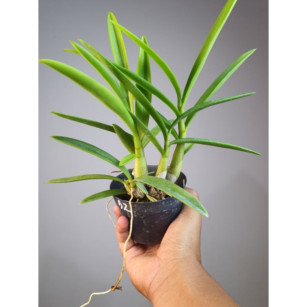 Dendrobium Mini gem