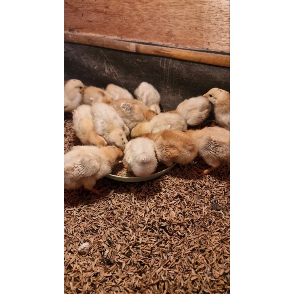 DOC Elba Ayam Kampung Petelur