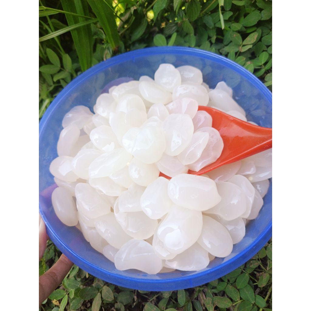 kolang kaling  original super,segar dan kenyal