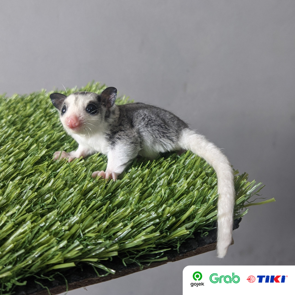 TERMURAH Sugar Glider Joey & Indukan CG/ WF / MOZA / LEUCISTIC / CREAM Classic Grey / White Face / M