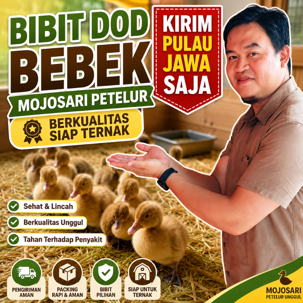 Bibit DOD Bebek Mojosari 100 ekor Petelur Berkualitas Siap Ternak
