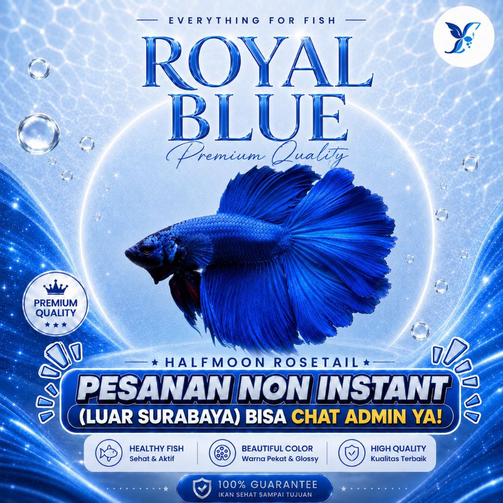 Cupang Halfmoon Royal Blue Rosetail - TOP GRADE| BERGARANSI| ANGGUN| LUCU| IKAN HIAS