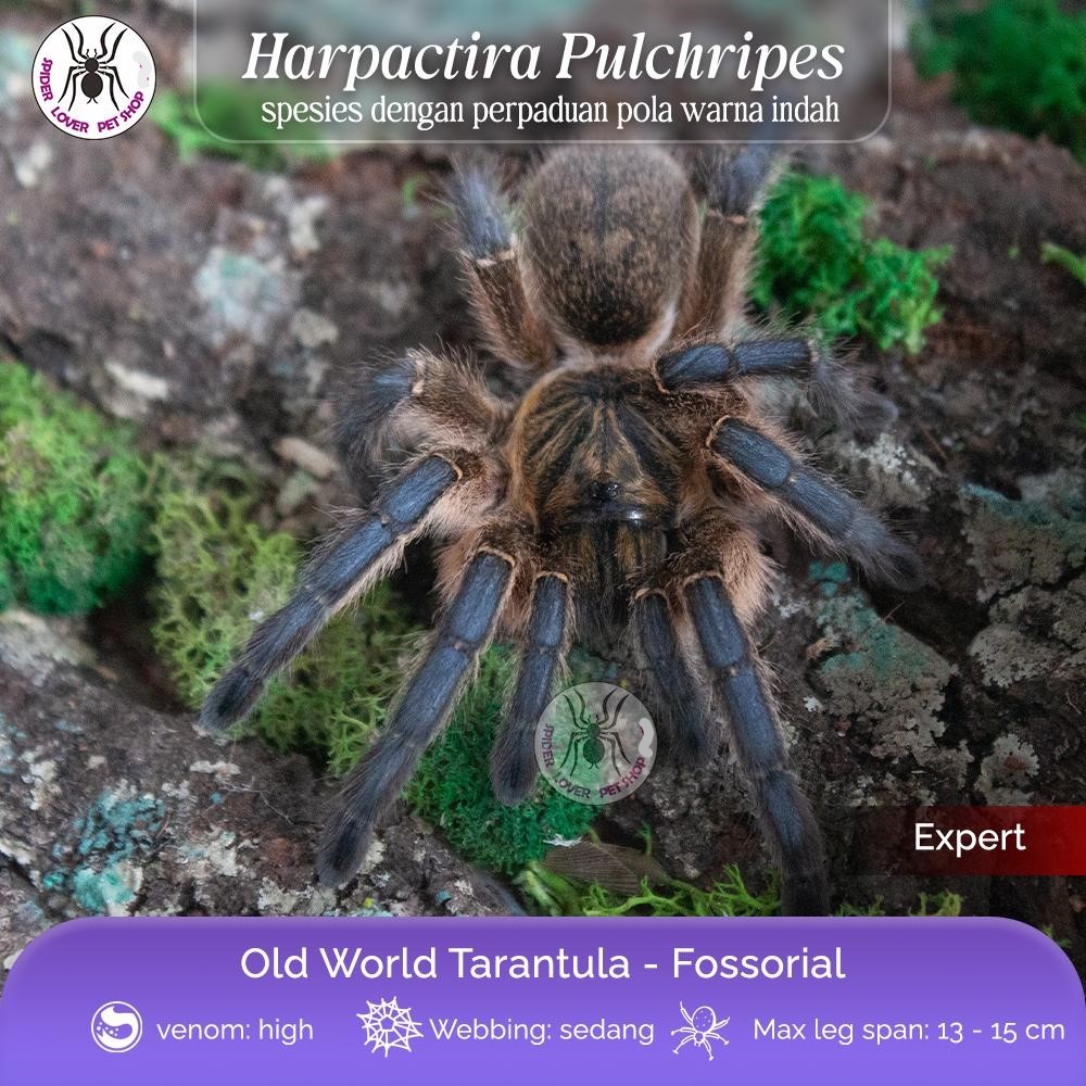 HARPACTIRA PULCHRIPES / GOLDEN BLUE BABOON / BLUE LEG BABOON / GOLDEN BLUE LEG / PULCHRIPES BABOON T