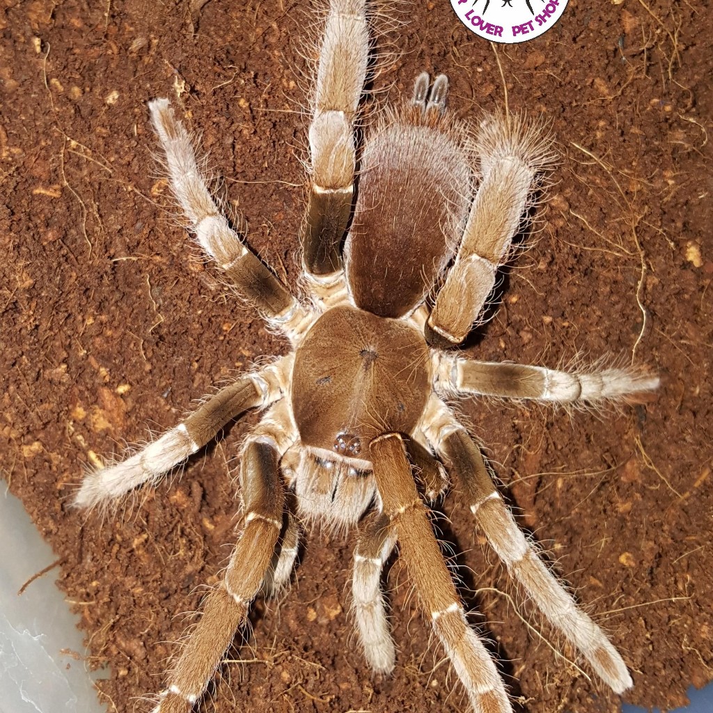 HYSTEROCRATES GIGAS / GIANT BABOON SPIDER / CAMEROON RED BABOON SPIDER / RED BABOON TARANTULA / CAME