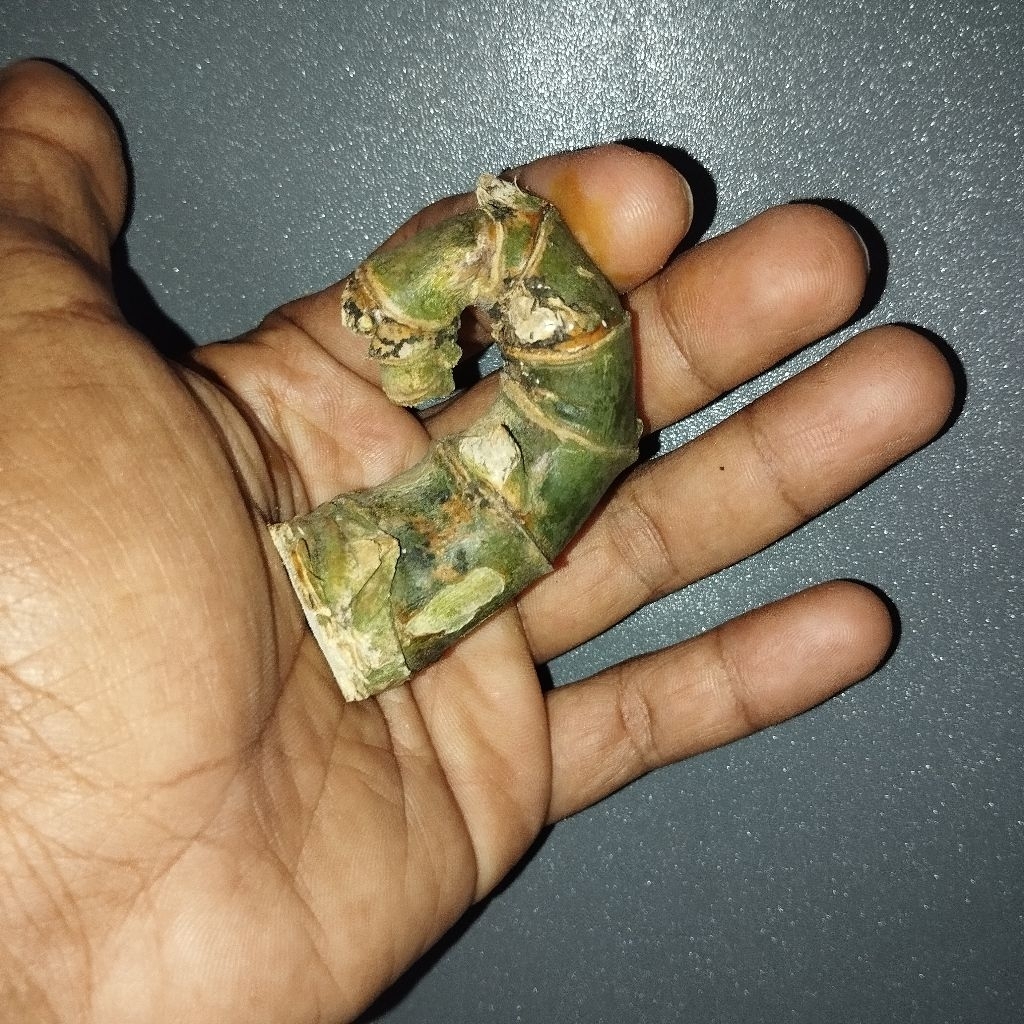 BAMBU KURUNG BAMBU UNIK LANGKA