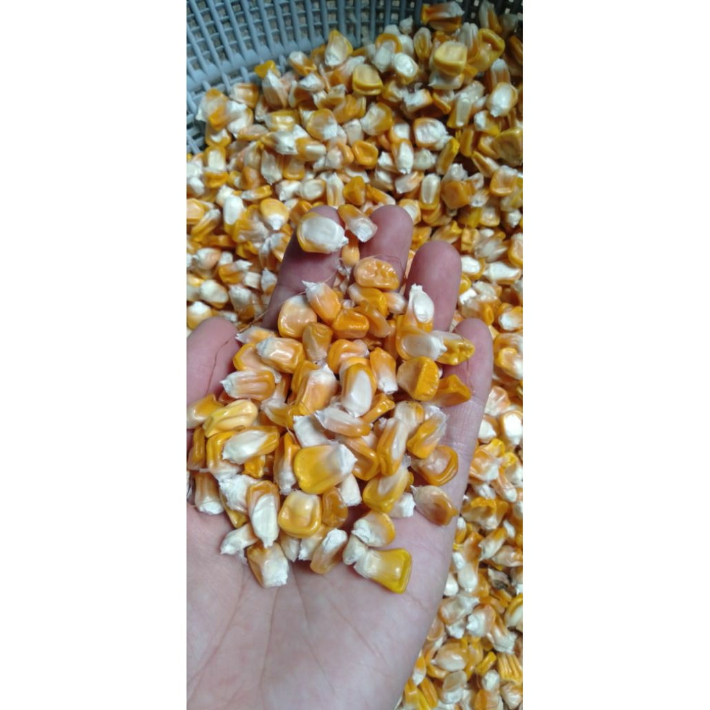 bibit jagung manis