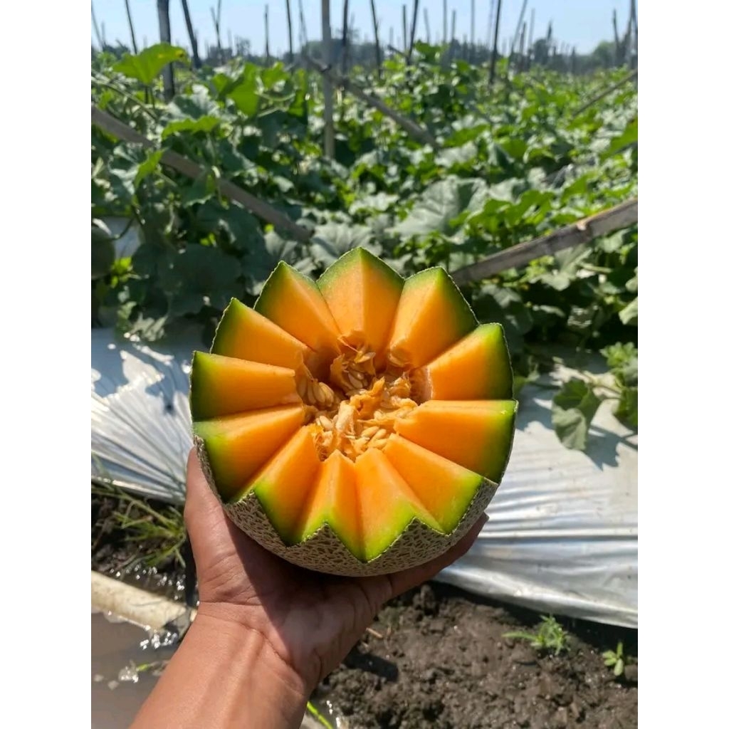 melon_merlin_golden_maniss
