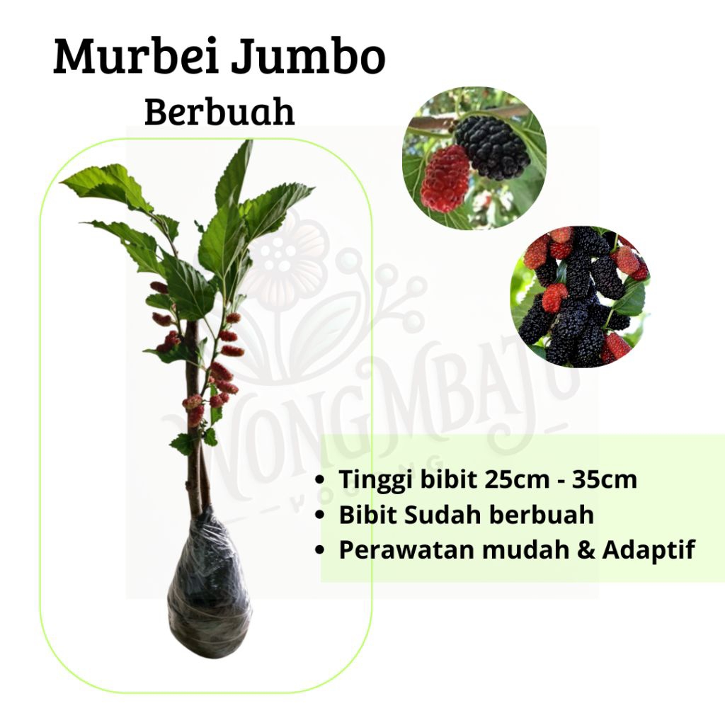 Bibit Tanaman Buah Murbei Jumbo Cangkok Sudah  Berbuah