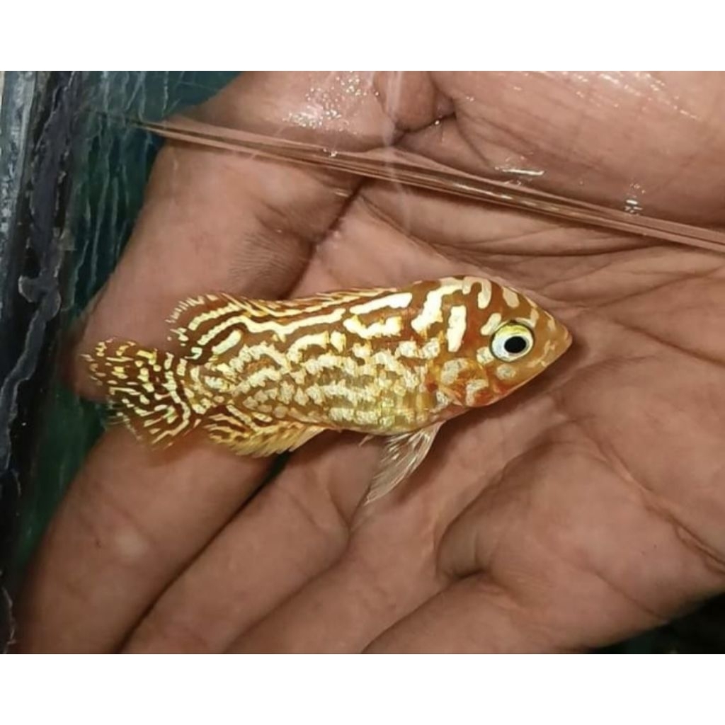 hiasan akuarium lohan kamfa f2 thailand gen gb golden base ukuran 3 4 cm an