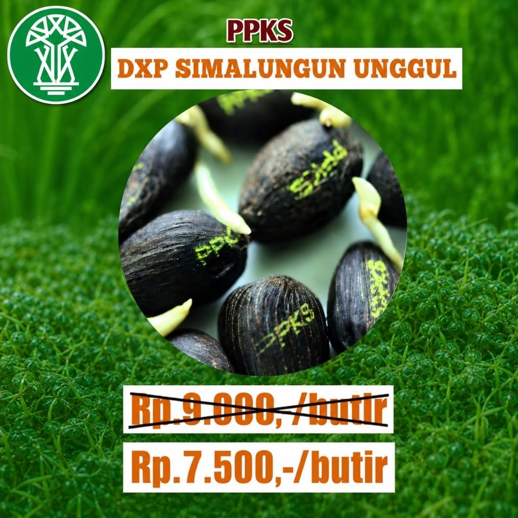 DXP PPKS SIMALUNGUN UNGGUL ORIGINAL BIBIT KUALITAS UNGGULAN