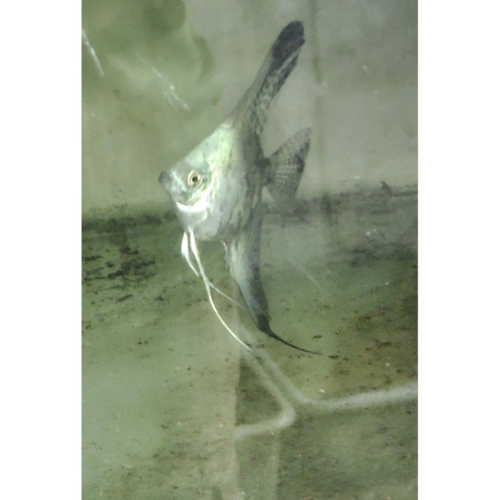 ikan hias manfish blue smokey