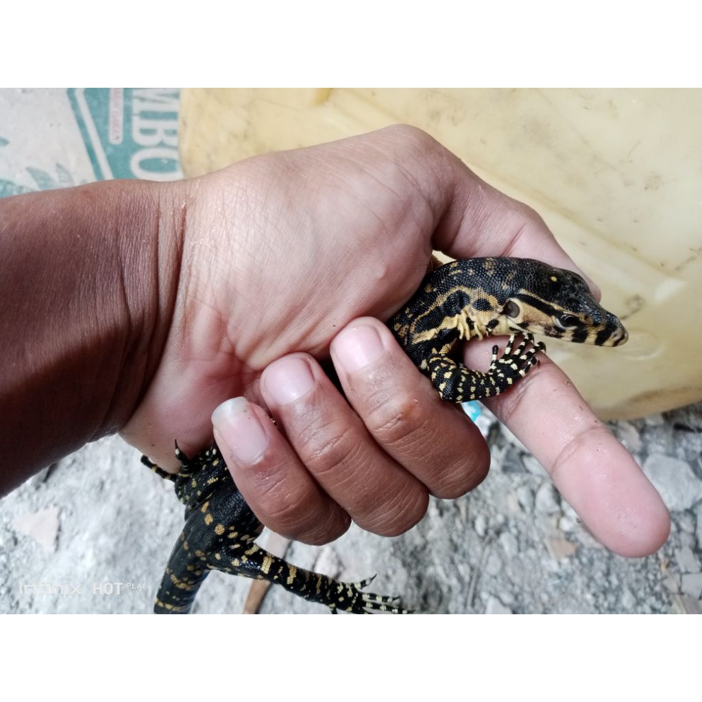 Biawak salvator anakan buat mainan