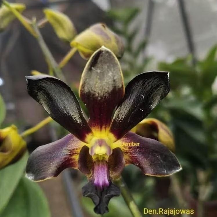 Dendrobium Rajajowas