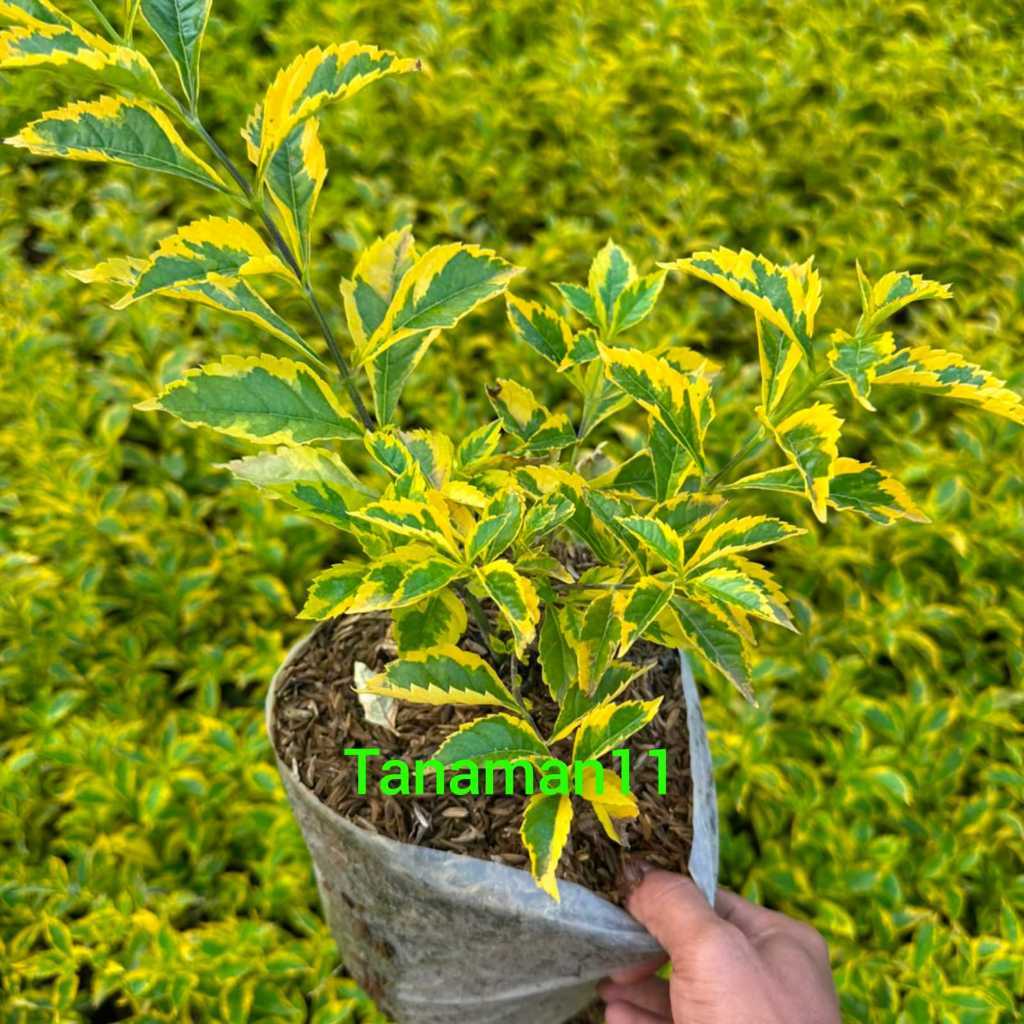 Tanaman duranta erecta atau golden edge